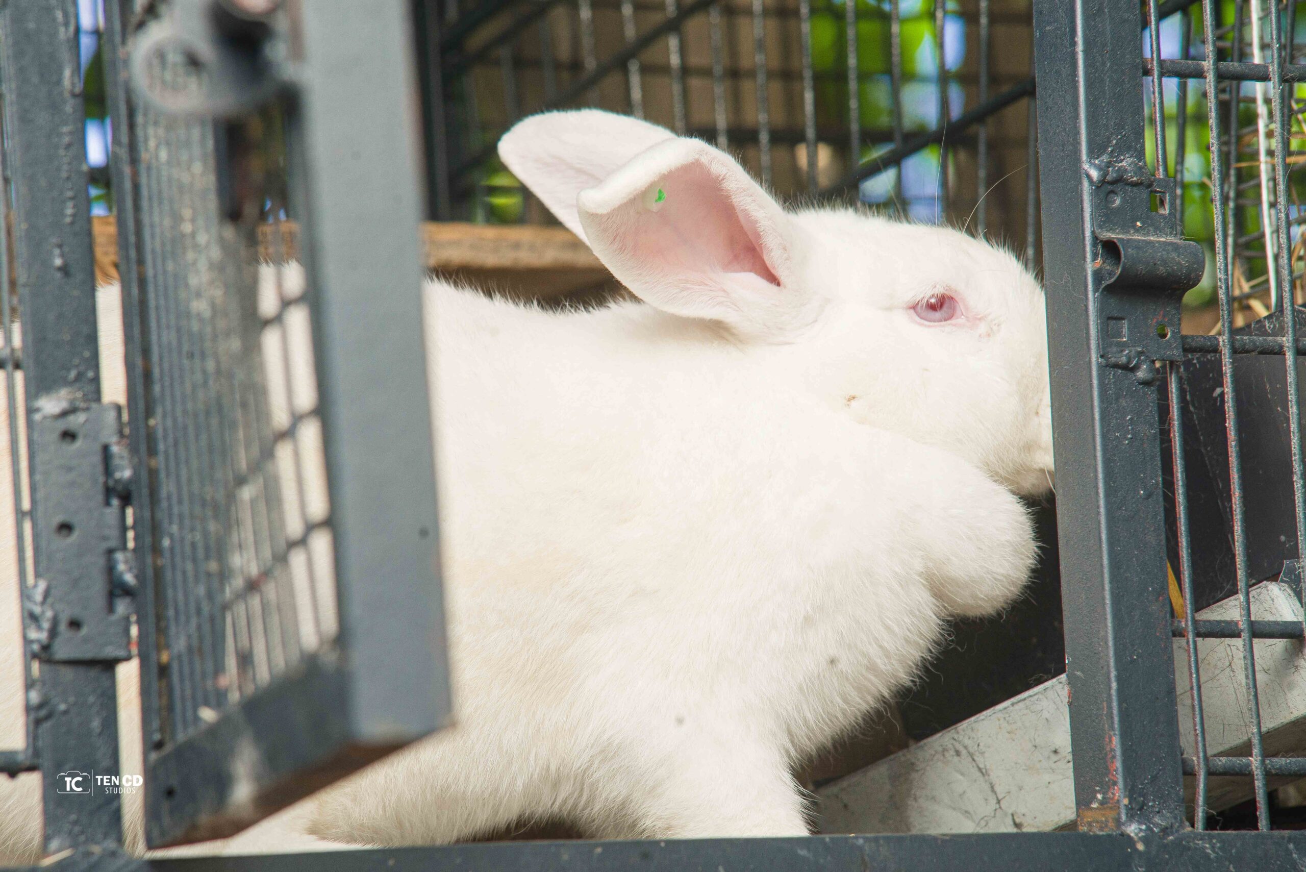 Newzealand White Rabbits